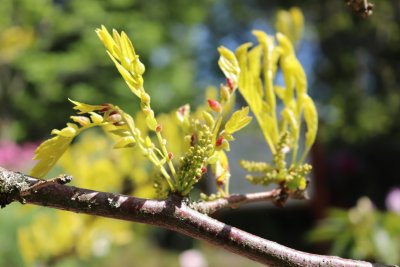 Gleditsia triacanthos 'Sunburst' - dřezovec trojtrnný - jaro listy a květ